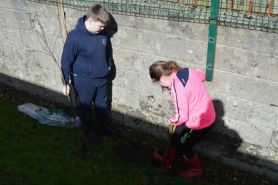 Fruit Trees