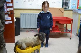 Our Spring Lamb