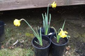 Spring Bulbs