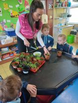 P1/2 planting cress seeds